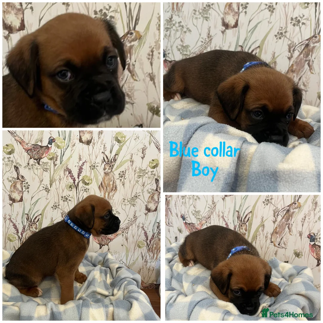 Boxer dogs for sale: Beautiful boxer puppies for sale  - Advert 2