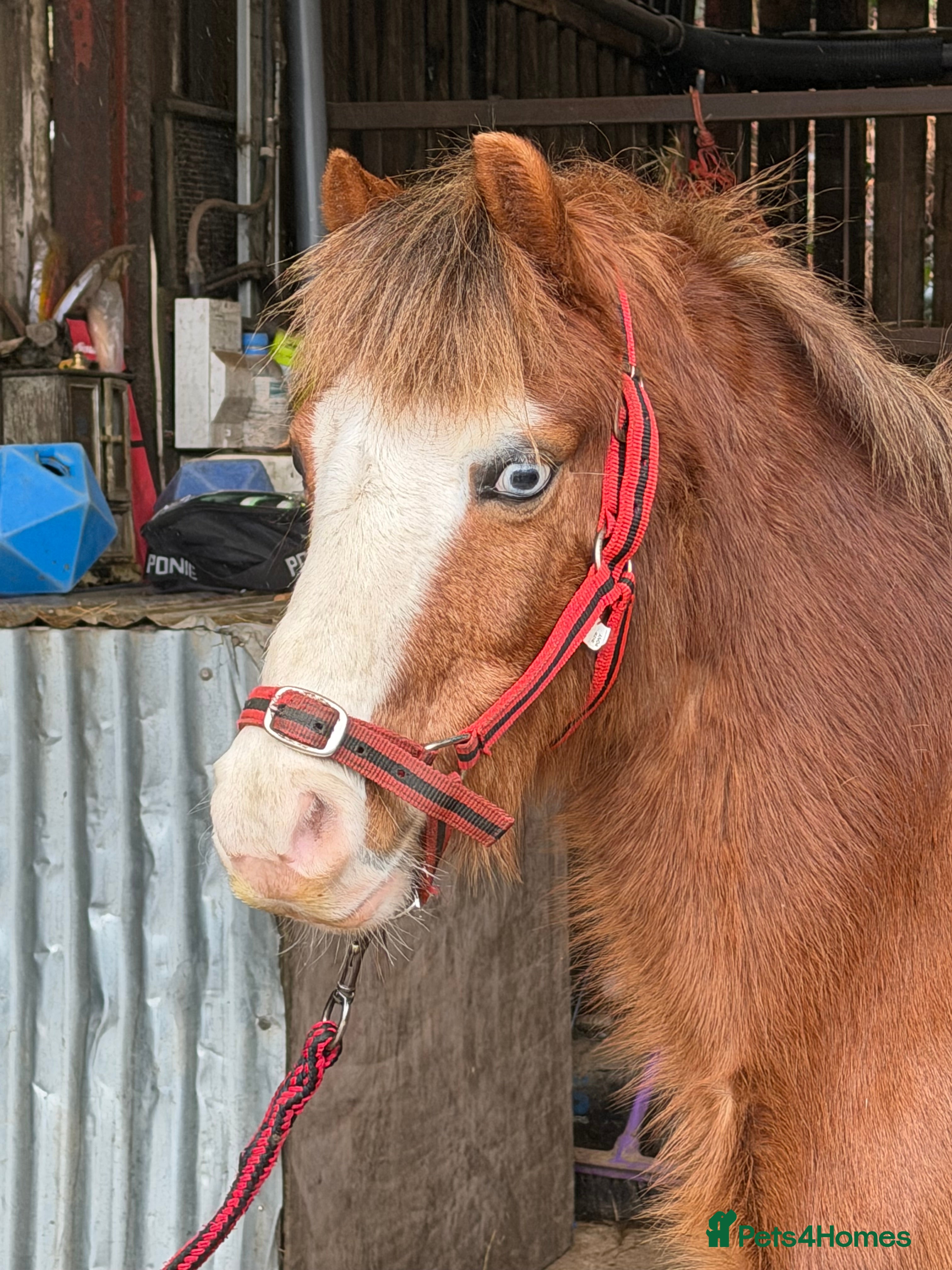 Welsh Section A horses Little pops -looking for a new best friend  - Advert 1