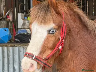 Welsh Section A horses Little pops -looking for a new best friend - Advert 1
