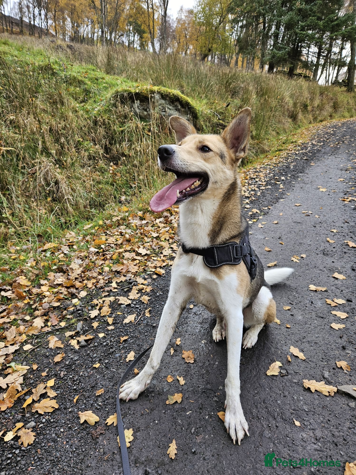 Mixed Breed dogs for adoption: Meet Greisho – the cuddly adventure‑lover in Auchterarder - Advert 13