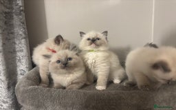 Ragdoll cats for sale: AMAZING QUALITY PEDIGREE HCM/PKD CLEAR KITTENS  - Image 14