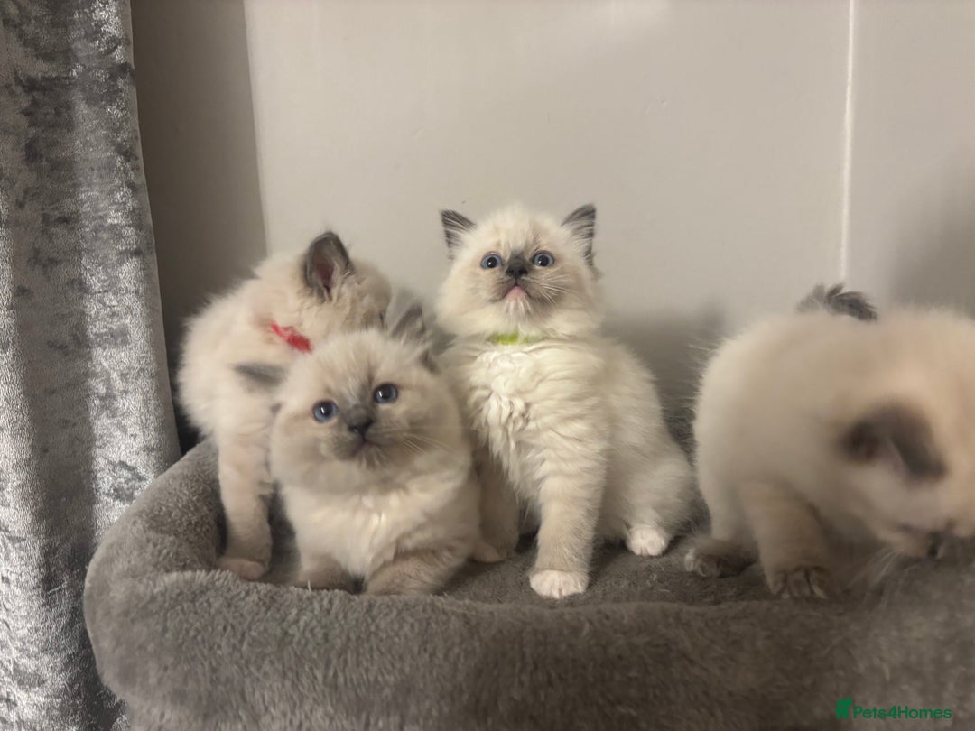 Ragdoll cats for sale: AMAZING QUALITY PEDIGREE HCM/PKD CLEAR KITTENS  - Image 14