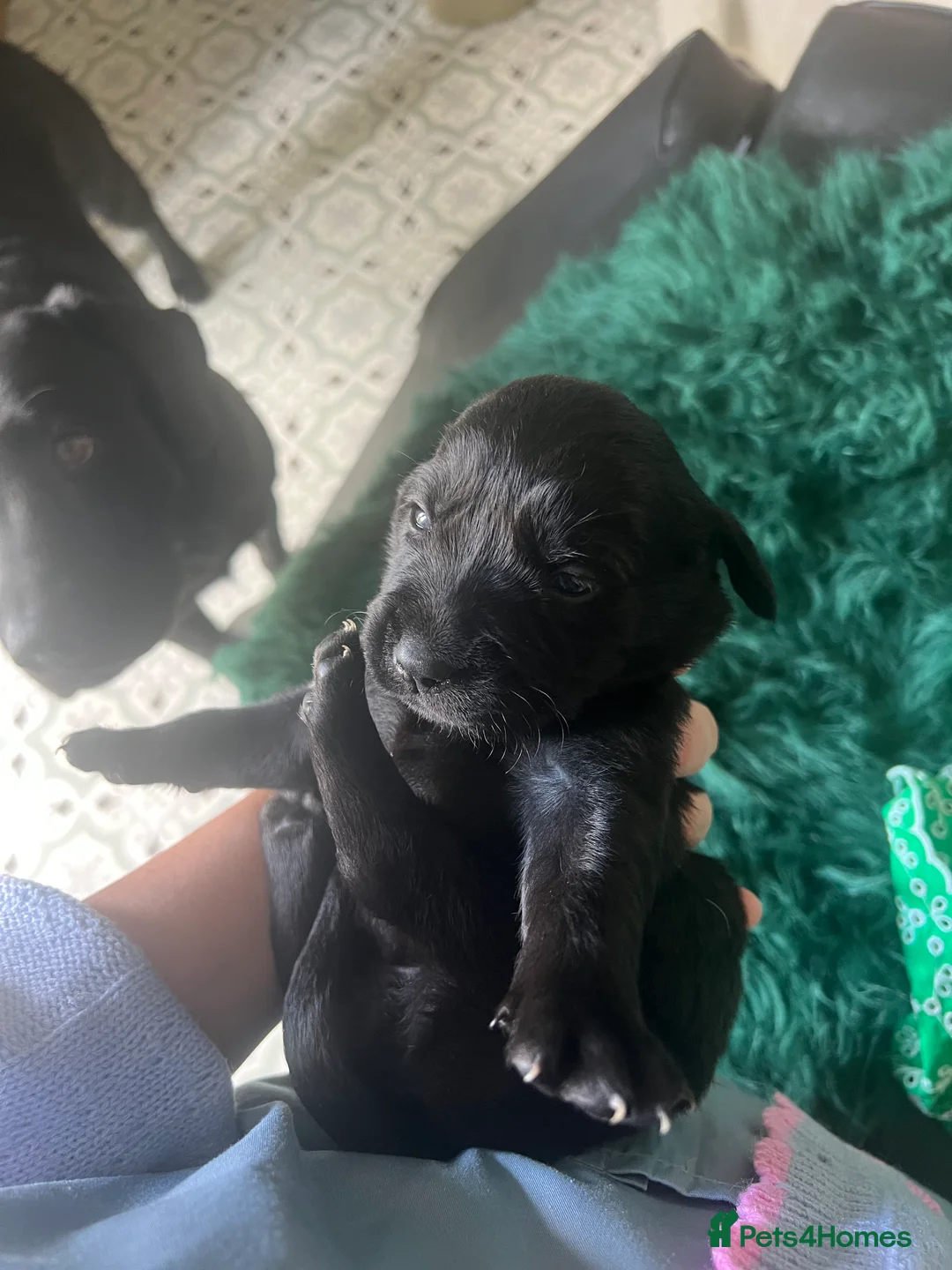 Goldador dogs for sale: Goldadors - Advert 19