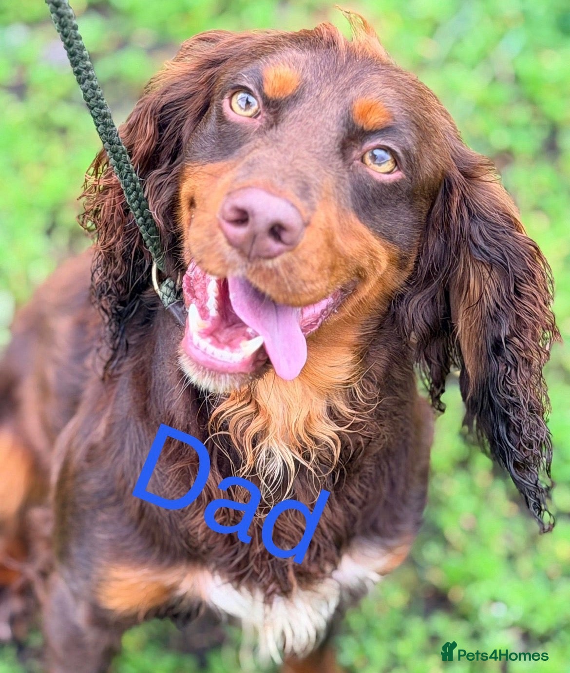 Cocker Spaniel dogs for sale: 11 weeks old cocker spaniel’s puppies 🌟🌟🌟🌟🌟 - Advert 1
