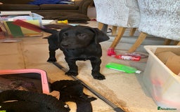 Labrador Retriever dogs for sale: Ready to leaveNOW Kc Labrador puppy ALL injections - Image 26