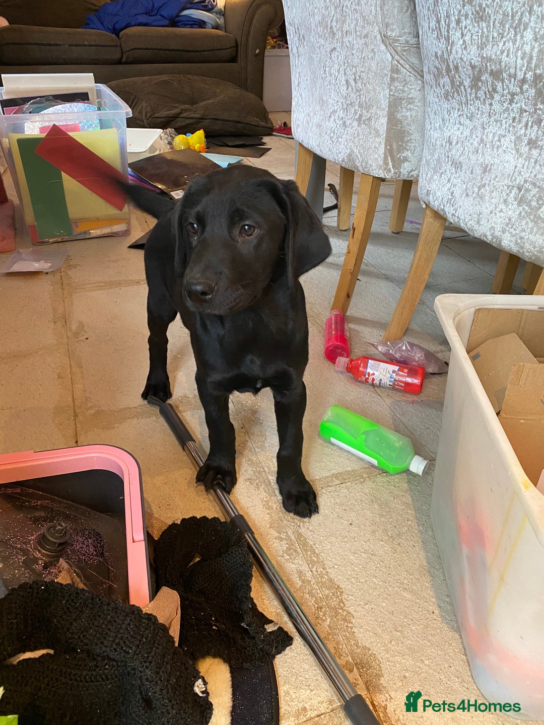 Labrador Retriever dogs for sale: Ready to leaveNOW Kc Labrador puppy ALL injections - Image 26