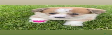 Welsh Corgi Pembroke 8