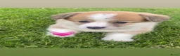 Welsh Corgi Pembroke dogs for sale: Gorgeous RKC reg corgi's DNA health tested parents - Advert 15