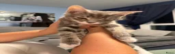 Mixed Breed cats for sale: 1 boy 1 girl kittens for sale 12 weeks old  in Nuneaton - Advert 4