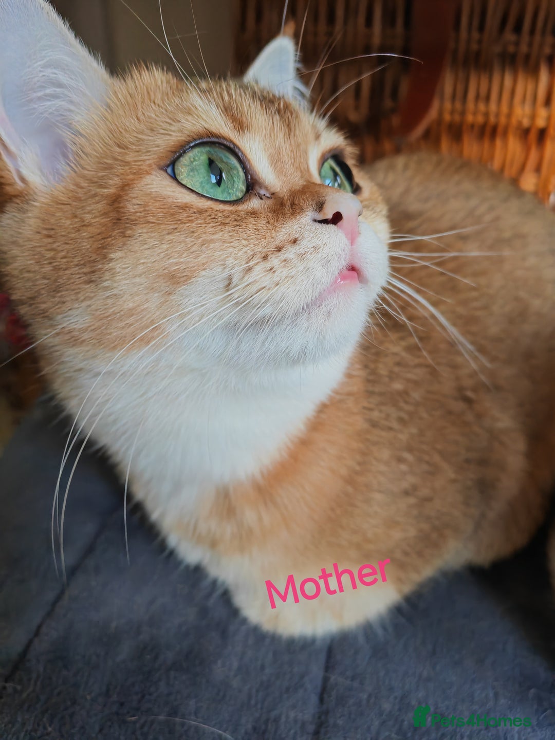 British Shorthair cats for sale: Stunning pedigree BSH Golden black Chinchilla  - Advert 15