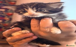 Ragdoll cats for sale: A absolutely gorgeous girl - Image 1