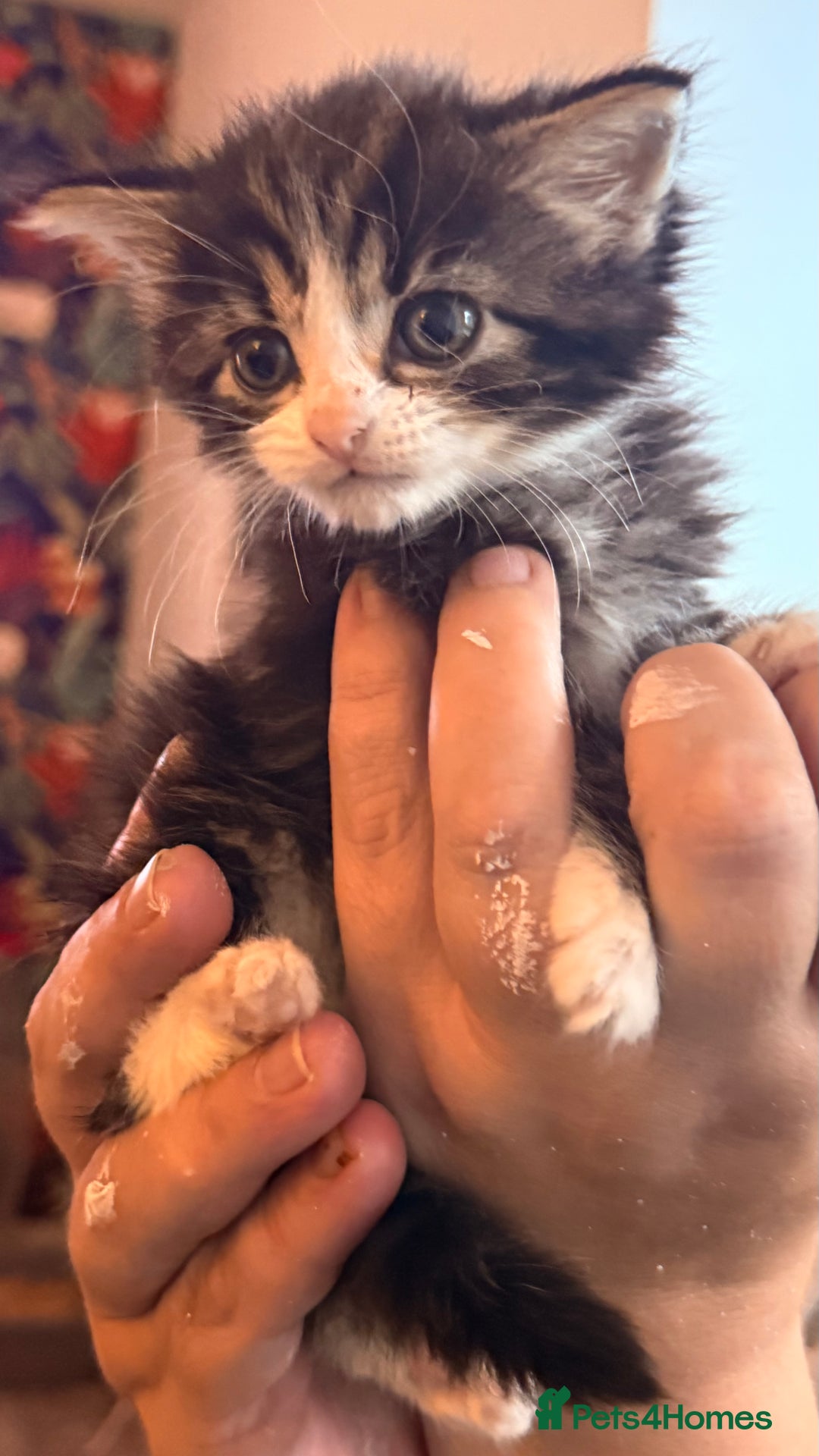 Ragdoll cats for sale: A absolutely gorgeous girl - Image 1