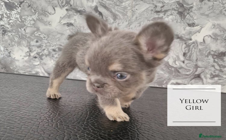French Bulldog dogs - Advert 13