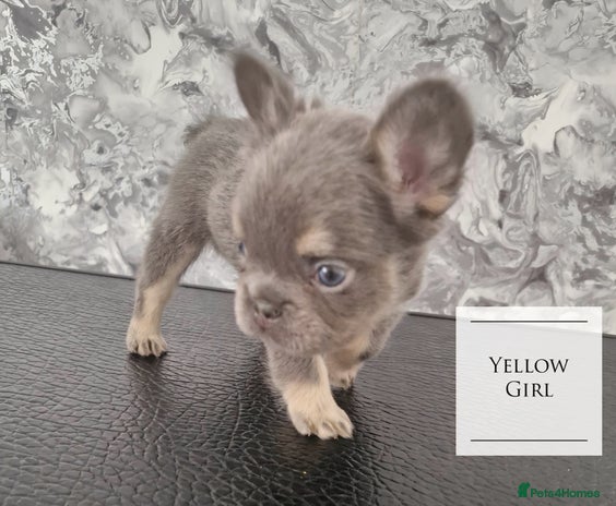 French Bulldog dogs - Advert 3