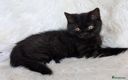 British Shorthair cats for sale: British shorthair kittens - Image 4