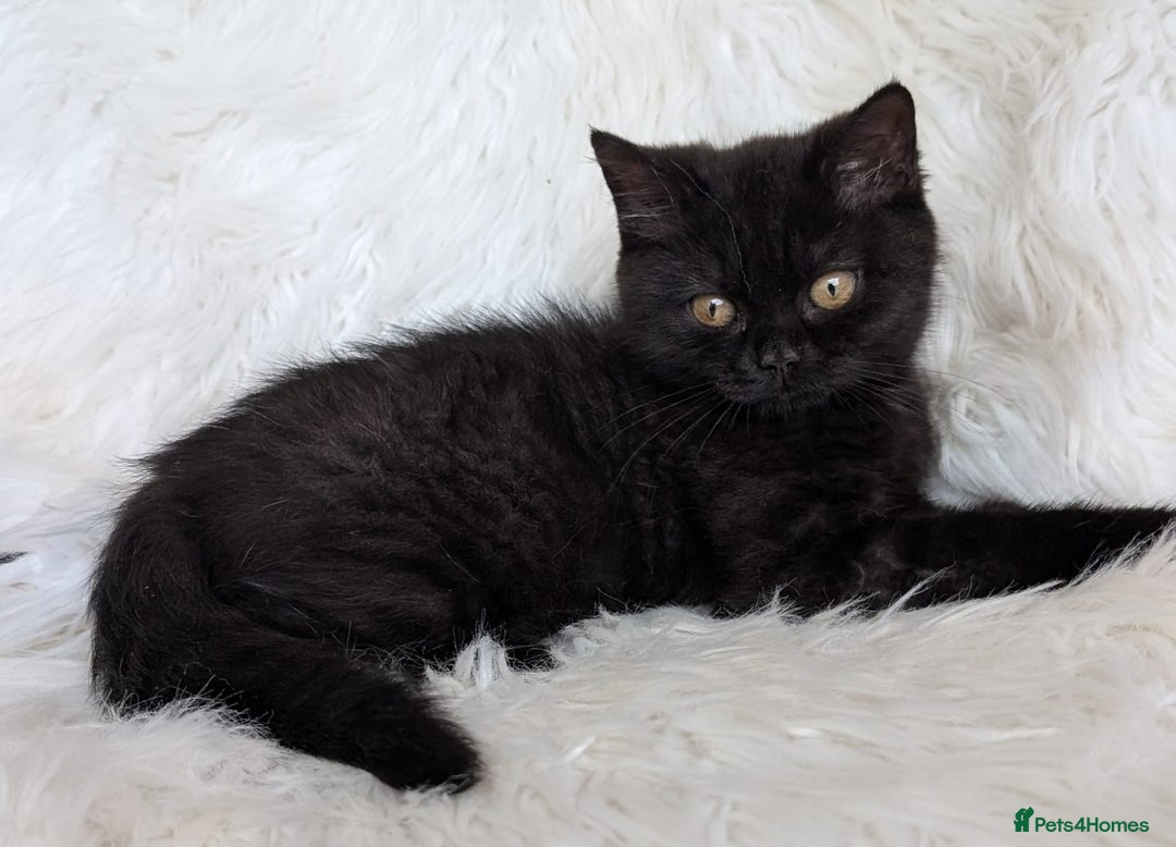 British Shorthair cats for sale: British shorthair kittens - Image 4