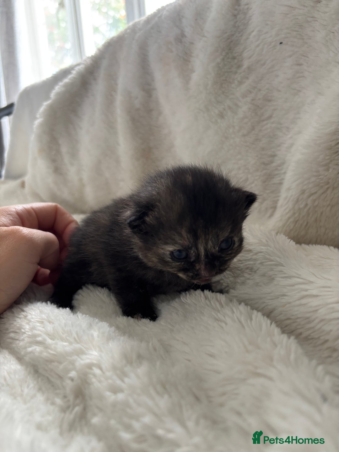 Mixed Breed cats for sale: Ragdoll X kittens  - Image 2