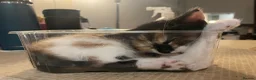 Mixed Breed cats for sale: 5 gorgeous medium/shorthair kittens - Advert 6