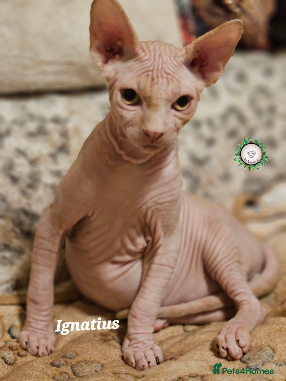 Sphynx cats for sale: Adorable Canadian Sphynx – Champion line - Advert 22