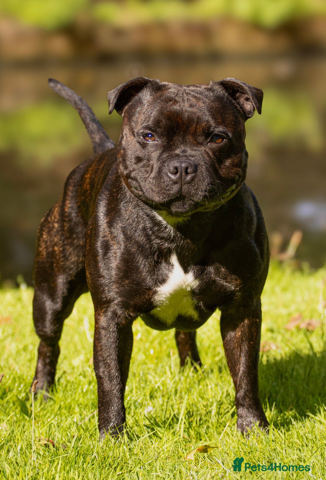 Staffordshire Bull Terrier dogs for stud: 🥨 Top Quality SBT Stud🥨 - Image 4