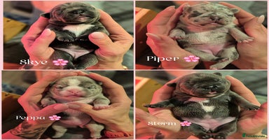 French Bulldog dogs - Advert 13