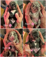 French Bulldog dogs - Advert 2