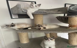 Ragdoll cats for sale: GCCF pedigreed ragdoll kittens READY TO LEAVE  - Image 9