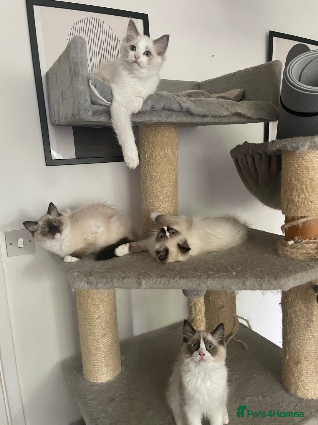 Ragdoll cats for sale: GCCF pedigreed ragdoll kittens READY TO LEAVE  - Image 9