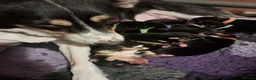 Mixed Breed dogs for sale: Gorgeous active kelpie x collie pups in Waterlooville - Advert 22