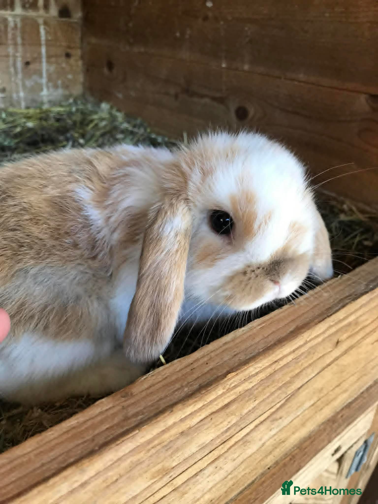 Mini Lop rabbits Mini lop babies.... - Advert 2