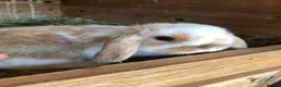 Mini Lop rabbits for sale: Mini lop babies.... - Advert 1