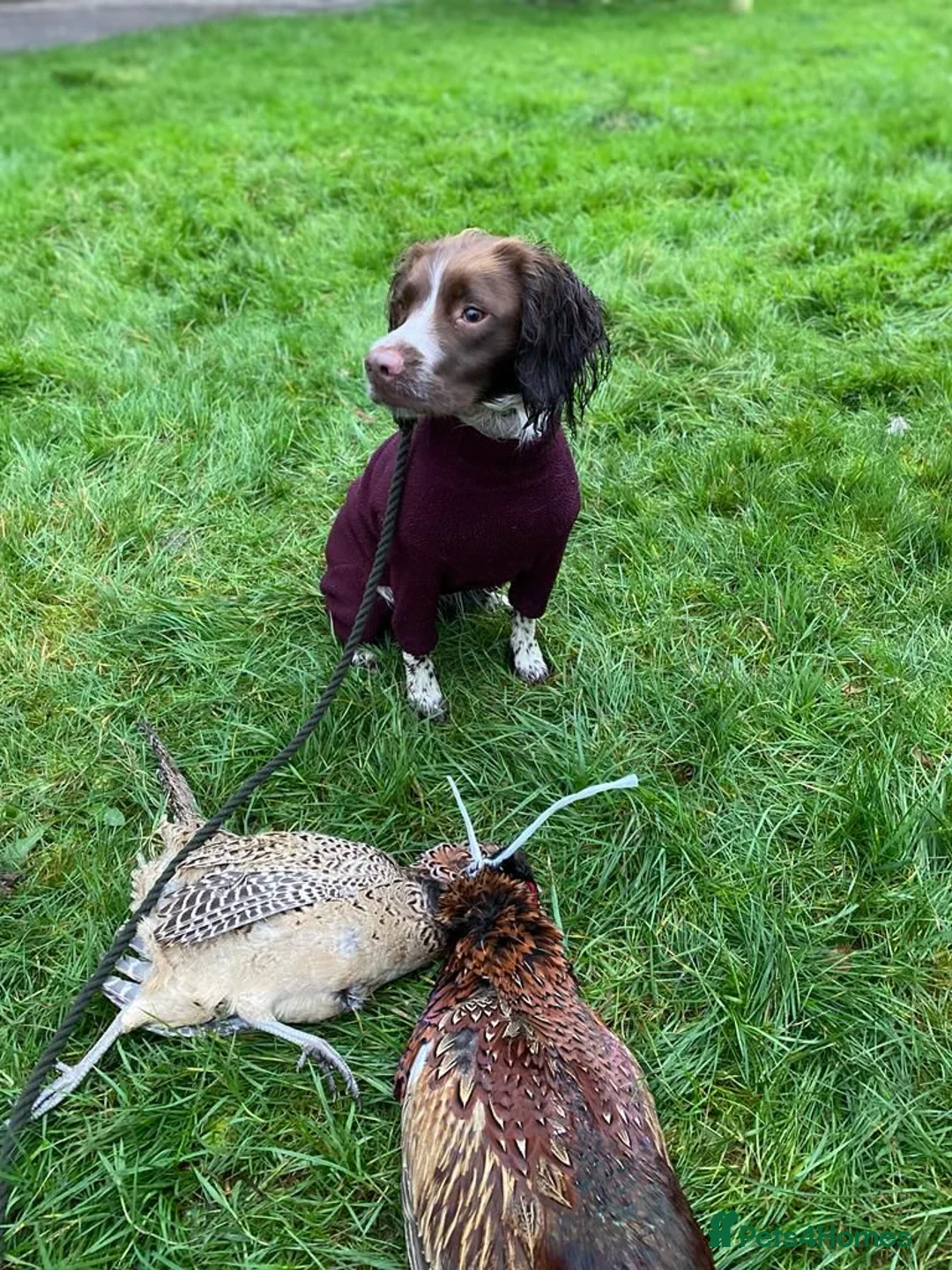 English Springer Spaniel dogs for sale: KC Registered English Springer Spaniel Puppies  in Derby - Advert 22