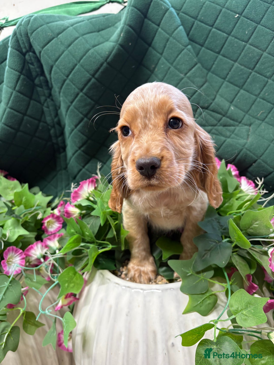 Cocker Spaniel dogs for sale: Show type cocker spaniels  - Advert 3