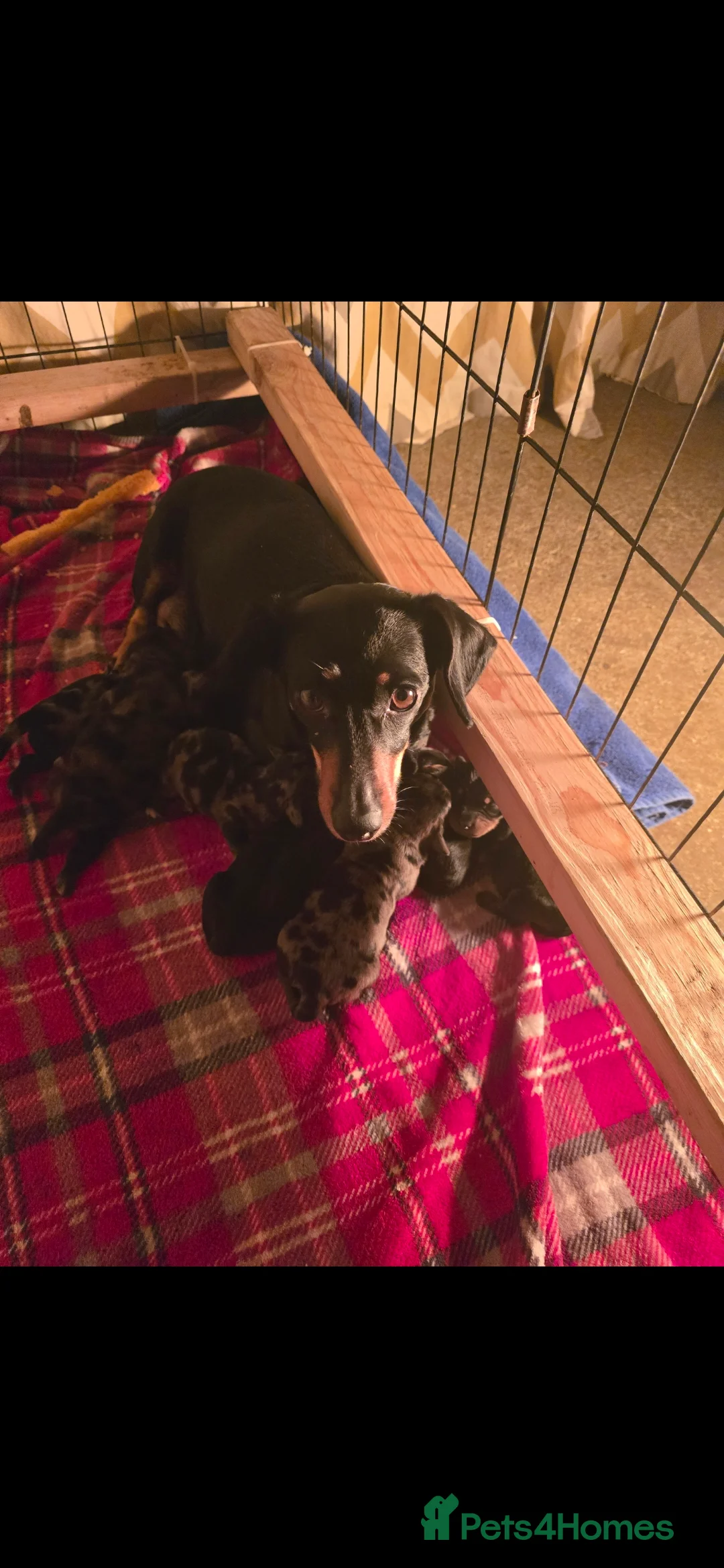 Dachshund dogs for sale: Adorable Dachshunds Dapple & Black & Tan - Advert 1