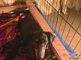 Dachshund dogs Adorable Dachshunds Dapple & Black & Tan - Advert 1