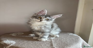 Maine Coon cats in Market Rasen - Advert 14