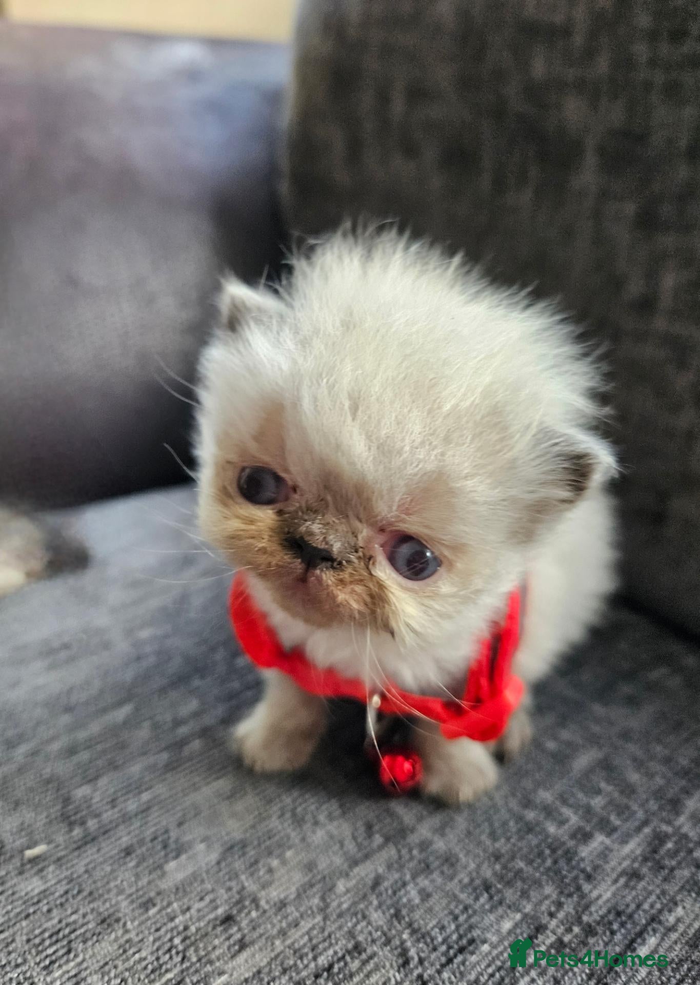 Persian cats for sale: Stunning Top Quality Persian Kittens  - Advert 1