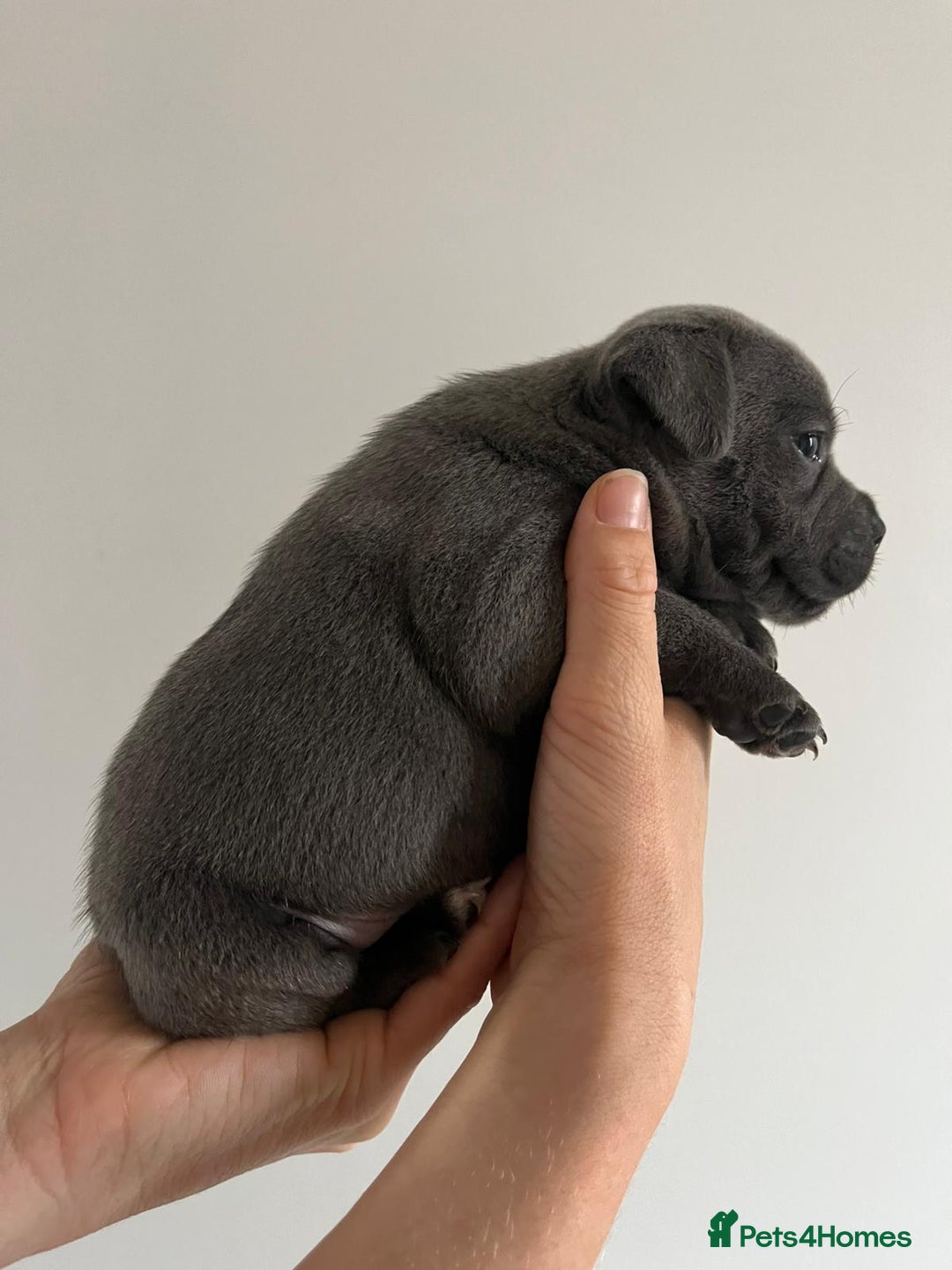 Staffordshire Bull Terrier dogs for sale: 4 Chunky blue pups - Image 6