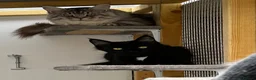 Maine Coon cats for sale: Stunning Maine coon kittens  - Advert 14