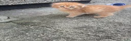 Scottish Fold cats for sale: Scottish fold kittens ready to leave now  - Advert 13