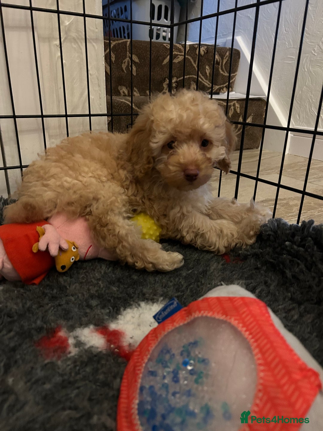Miniature Poodle dogs for sale: Miniature poodle  - Advert 20