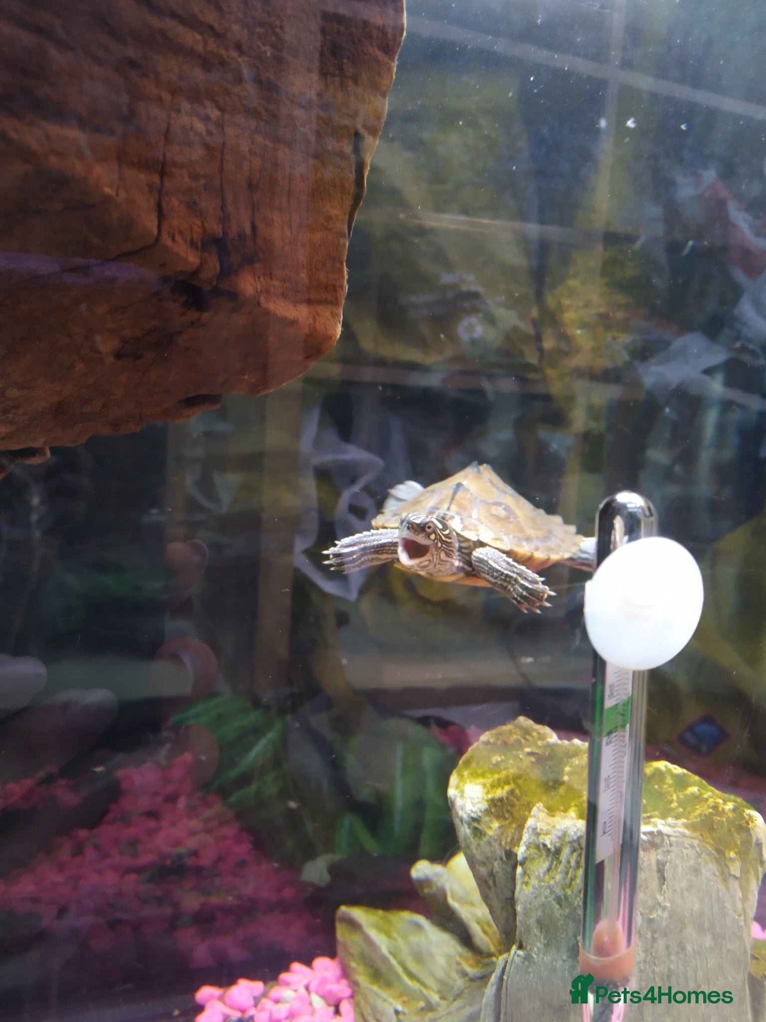 Turtle reptiles Missisipi map turtle  - Advert 16