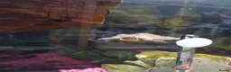 Turtle reptiles for sale: Missisipi map turtle  in Ledbury - Advert 1