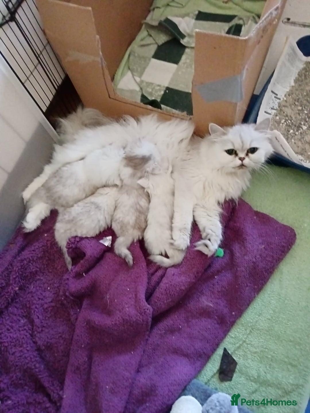 Persian cats for sale: Quality pure bred white tipped kittens - Image 19