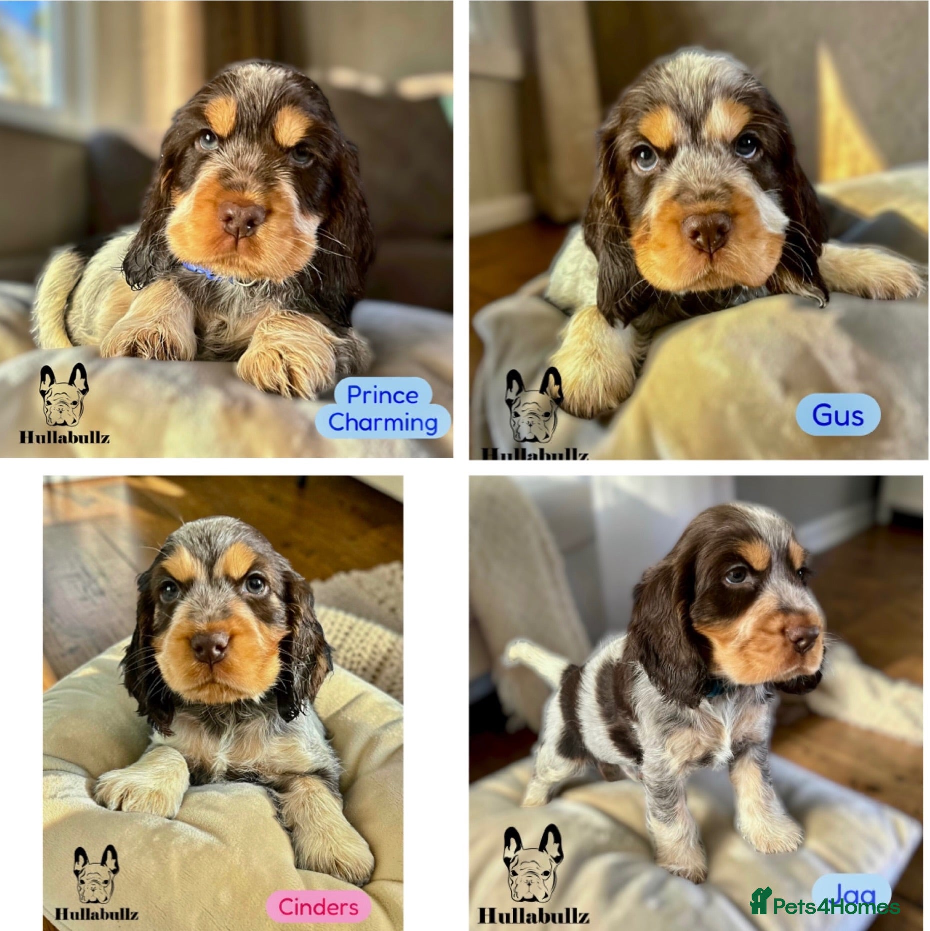 Cocker Spaniel dogs Health tested Show type Roan Cocker Spaniels  - Advert 1