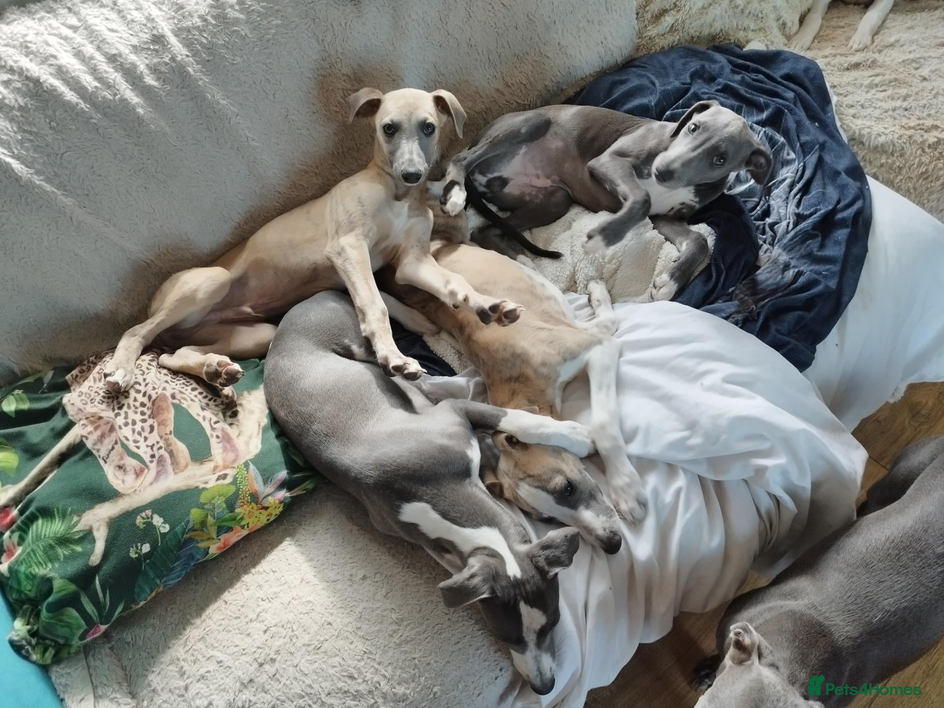 Whippet dogs Stunning coloured whippet puppies  - Advert 5
