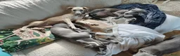 Whippet dogs for sale: Show quality KC reg pups - Advert 6