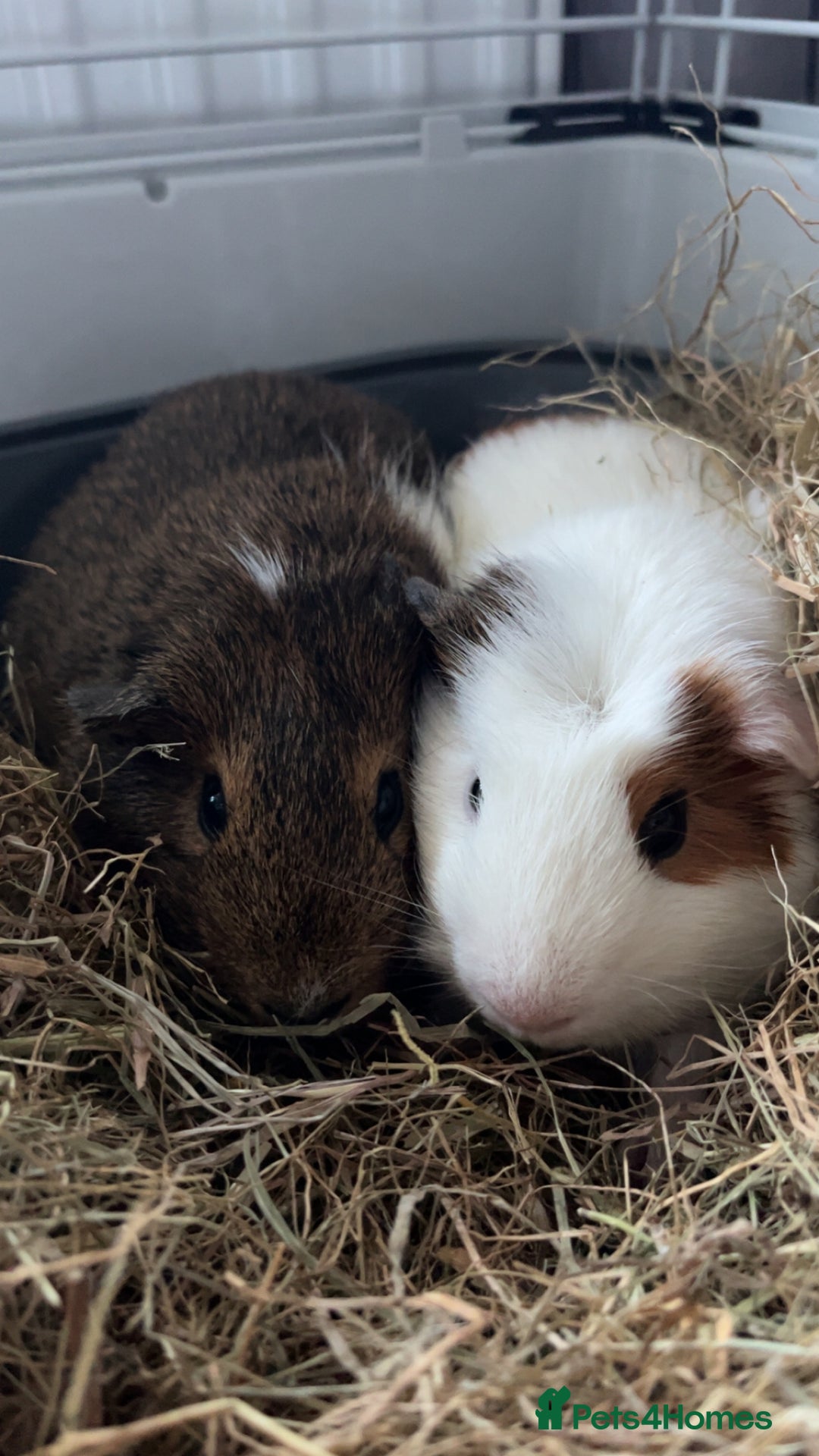 Guinea Pig rodents for sale: 3 MALE GUINEA PIGS  - Advert 3