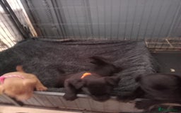 Patterdale Terrier dogs for sale: Patterdale pups for sale ready now - Image 17