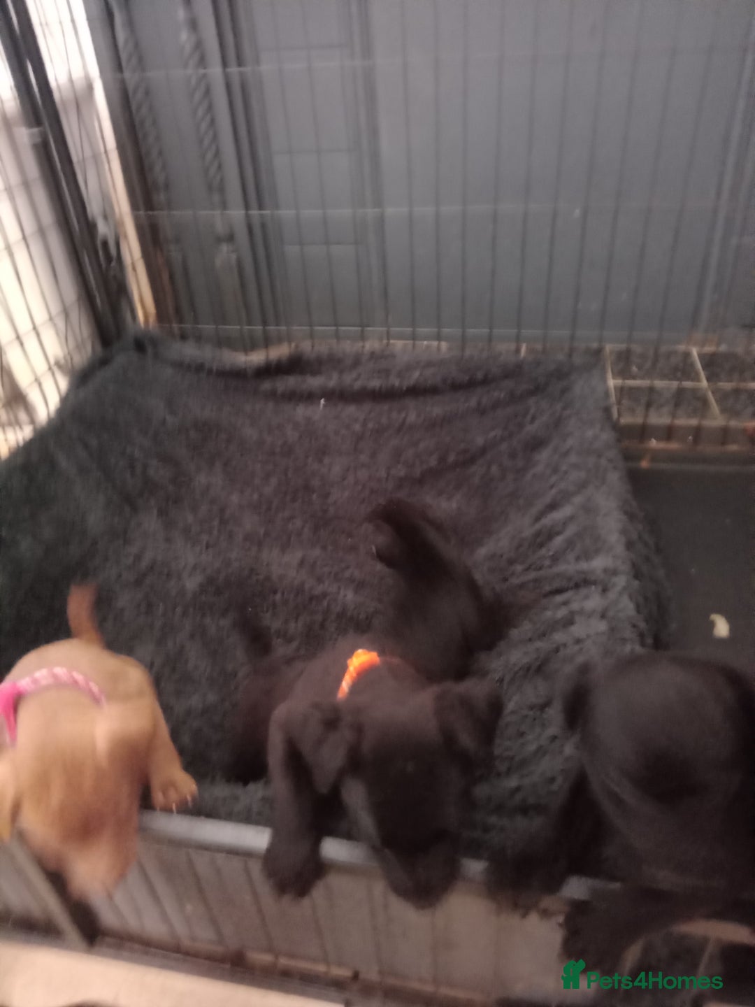 Patterdale Terrier dogs for sale: Patterdale pups for sale ready now - Image 17